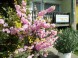 Apartments Oleander 2