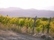 Weinpension Petrény 36