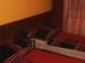 Pension Fenyő & Grill Restaurant 66