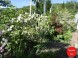 Privat PACSIRTA 55