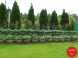 Privat PACSIRTA 54