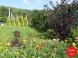 Privat PACSIRTA 58