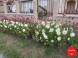 Privat PACSIRTA 57