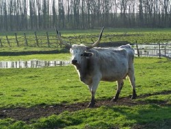 Büffelreservat - Kápolnapuszta Zalakaros