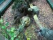 Tropicarium-Oceanarium - Budapest 9