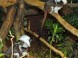 Tropicarium-Oceanarium - Budapest 10