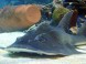 Tropicarium-Oceanarium - Budapest 12