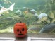 Tropicarium-Oceanarium - Budapest 13