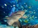 Tropicarium-Oceanarium - Budapest 15