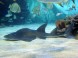 Tropicarium-Oceanarium - Budapest 16