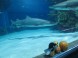 Tropicarium-Oceanarium - Budapest 18