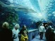 Tropicarium-Oceanarium - Budapest 1