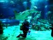 Tropicarium-Oceanarium - Budapest 2