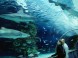 Tropicarium-Oceanarium - Budapest 3