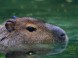 Kittenberger Zoo - Veszprém 3