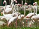 Kittenberger Zoo - Veszprém 13