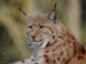 Kittenberger Zoo - Veszprém 14