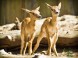 Kittenberger Zoo - Veszprém 17