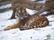 Kittenberger Zoo - Veszprém 18