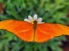 Zoo und Botanischer Garten - Budapest 14