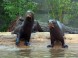 Zoo und Botanischer Garten - Budapest 25