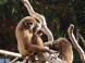 Zoo und Naturpark - Debrecen 5