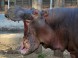 Zoo und Naturpark - Debrecen 7