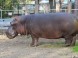 Zoo und Naturpark - Debrecen 8