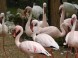 Zoo und Naturpark - Debrecen 10