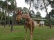 Zoo und Naturpark - Debrecen 17