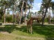 Zoo und Naturpark - Debrecen 18