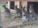 Zoo Gyöngyös 1