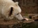 Zoopark - Kecskemét 3
