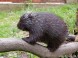 Zoo und Kulturpark - Miskolc 15