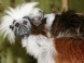 Zoo und botanischer Garten - Jászberény 5