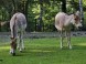 Zoo und Kulturpark - Miskolc 3