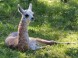 Zoo und Kulturpark - Miskolc 5