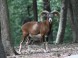 Wildpark - Budakeszi 1