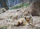 Wildpark - Budakeszi 2