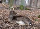 Wildpark - Budakeszi 4