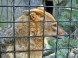 Wildpark - Budakeszi 5