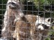 Wildpark - Budakeszi 7