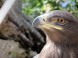Wildpark - Budakeszi 9