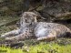 Wildpark - Budakeszi 11