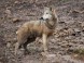 Wildpark - Budakeszi 12