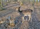 Wildpark - Budakeszi 14