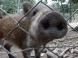 Wildpark - Budakeszi 15